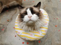 -喵屿·大理花园猫咖