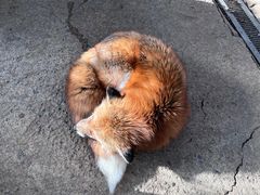 -宫城藏王狐狸村