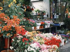 -溪岸路花鸟市场