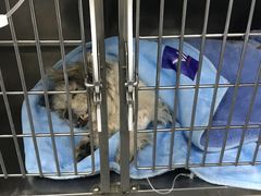 -爱侣宠医·鹦鹉专科·小型哺乳类·异宠专科(灵石路店)