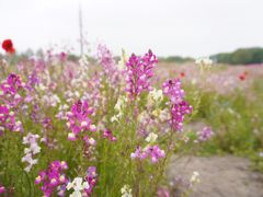 -花开海上生态园