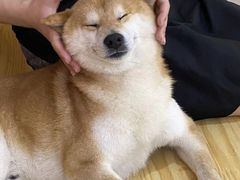 -柴源莊·柴小宠柴犬咖啡