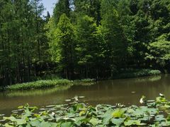 -上海滨江森林公园