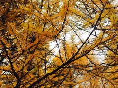 -乌兰布统景区-白桦林