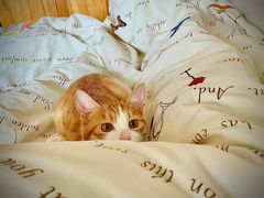 -北京赛佳动物医院