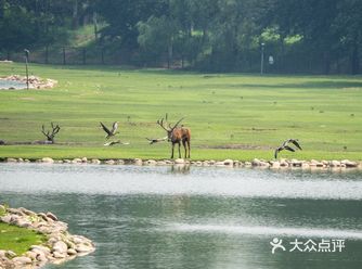SUMMER保护区看鹿