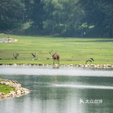 SUMMER[糖果]保护区看鹿