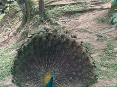 -吉隆坡雀鸟公园