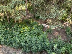 -塔尔寺-菩提树