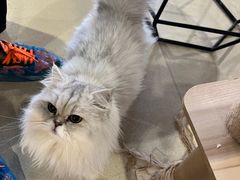 -藏猫猫咖啡主题馆(中央大道店)