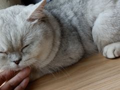 -猫和宫(六道口店)