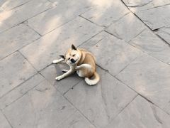 -黄龙溪古镇