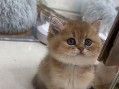 -糯米喵星人总部直营旗舰店·猫舍·幼猫出售