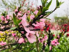 -南汇桃花村