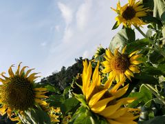 -野狸岛