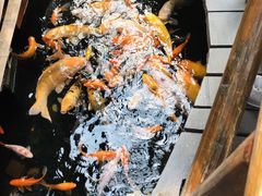 -上海大自然野生昆虫馆(东方明珠·爬宠昆虫探索中心)