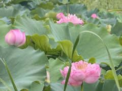 -绿堤公园