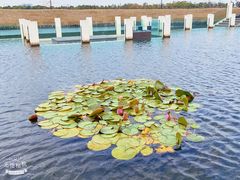 -春花秋色城市公园