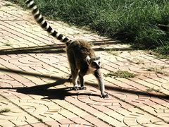 -石家庄市动物园