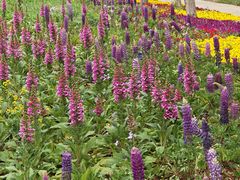 -泗洪洪泽湖湿地景区