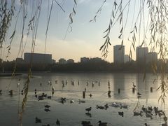-莲花池公园