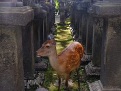 -奈良公园