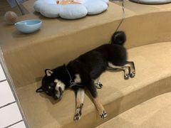 -柴务处·柴犬主题狗咖