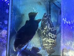 -日照大牌檔•小船海鲜(万平口店)