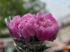 -循礼门鲜花花市(武汉循礼门店)