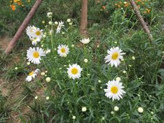 -三圣花乡旅游区