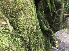 -山王坪喀斯特国家生态公园