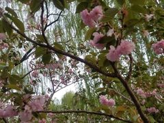 -菖蒲河公园