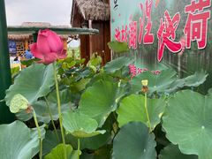 -池杉湖湿地公园