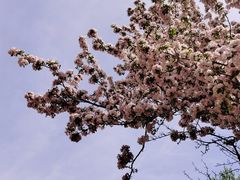 -海棠花溪(元大都城垣遗址公园)