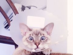 纳吉亚动物诊所-纳吉亚猫专科动物诊疗中心(蒋宅口分院)