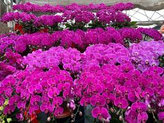 -秦美花卉(天朗·莱茵小城2期店)