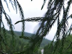 -武陵山森林公园