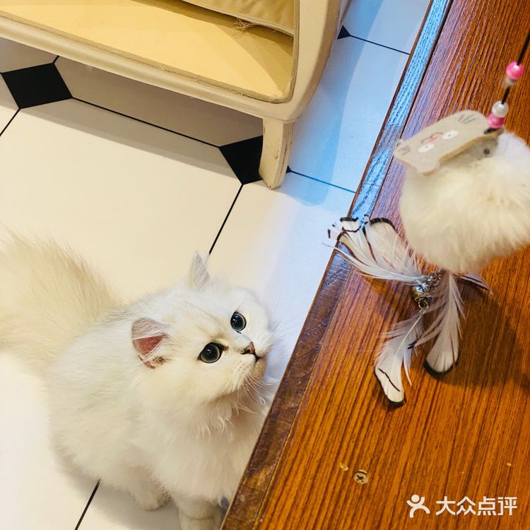 上海撸猫|这家猫咖也太解压了