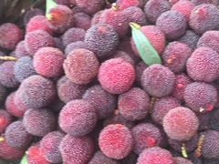 -西山樟坞健康果园枇杷杨梅采摘