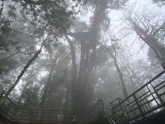 -云南屏边大围山国家公园