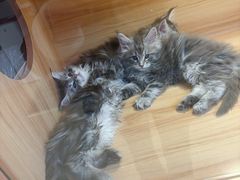 -猫十亿·布偶金渐层·曼基康矮脚猫舍(青年路店)