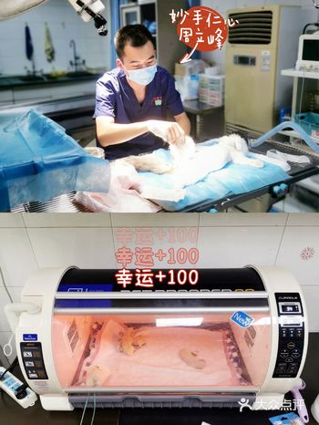 母猫难产 剖腹产 宠物医院