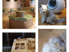 -猫小院猫主题咖啡厅(北锣店)