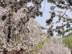 -元大都城垣遗址公园