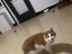 -纳吉亚猫专科动物医院(康都外科中心)