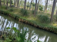 -合肥滨湖国家森林公园