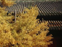 -大觉寺-停车场