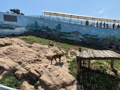 -西霞口神雕山野生动物世界