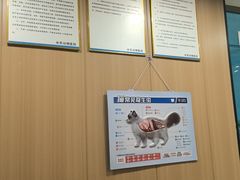 -米苏动物医院·犬猫专科·骨科外科内窥镜