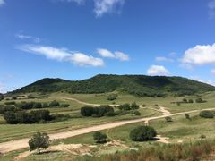 -乌兰布统景区-白桦林